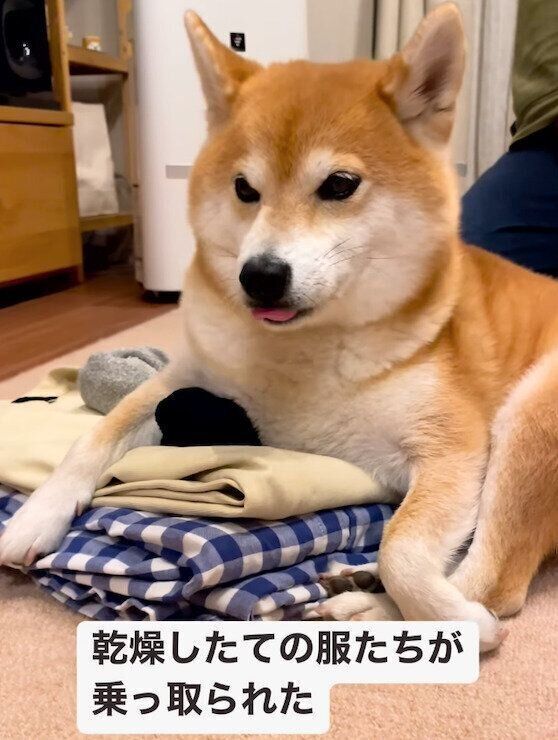 洗濯物の上に乗る文太くん。