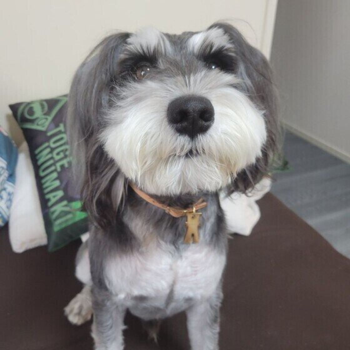 獣医師監修 犬にもやしを与えるときは注意が必要 与えるメリットとデメリットを解説 いぬのきもちweb Magazine 獣医師監修 犬にもやしを与えるときは注意が必要 与えるメリットとデメリットを解説 いぬのきもちweb Magazine