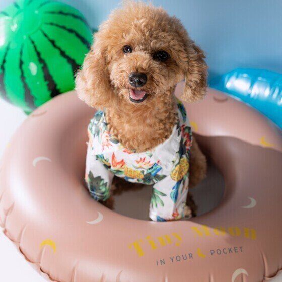 トイ・プードルのピットちゃん