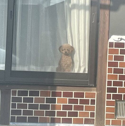 お見送りするうたちゃんの表情