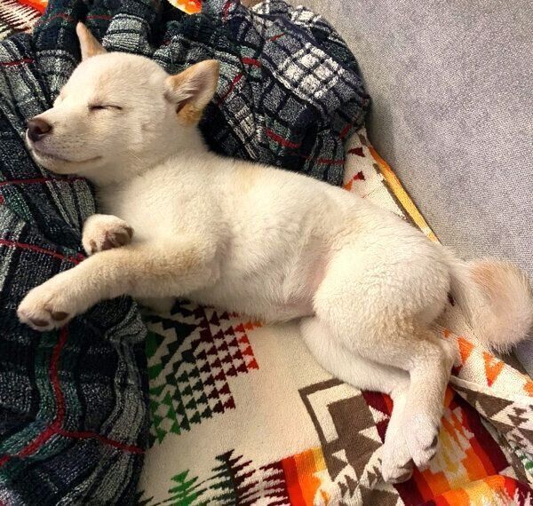 ぐっすり眠るえるちゃん