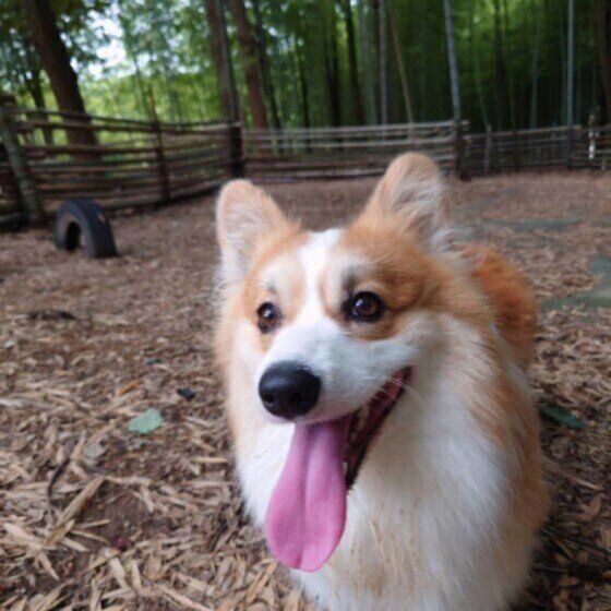 コーギーの琉羽来くん