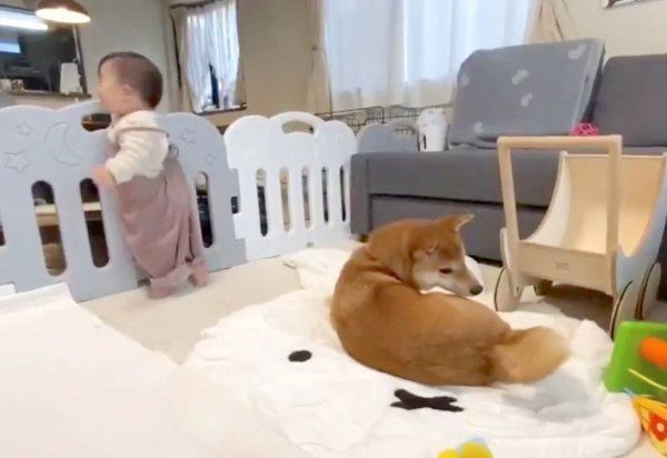 おしりを見つめるりんご郎くん