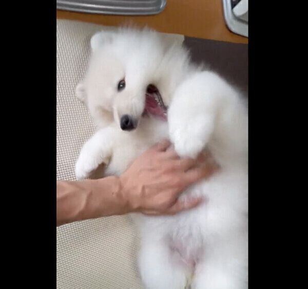 おなかをナデナデしてもらうおもちちゃん