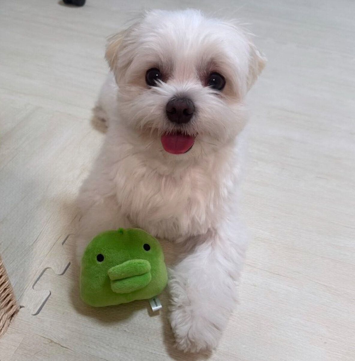 ニコニコ顔のおもちちゃん