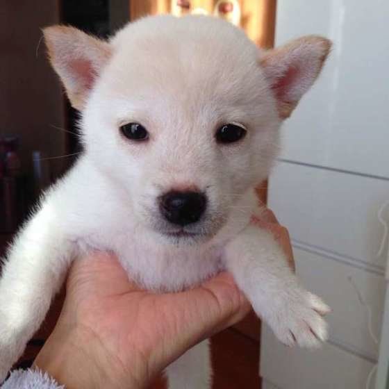 初日で緊張気味？のあずきくん