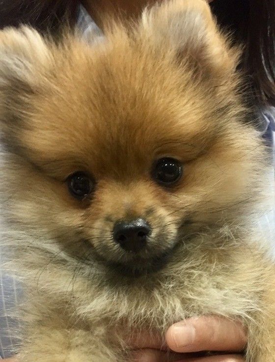 画像集付き ポメラニアンの性格って ミックス犬や性別で変わるの いぬのきもちweb Magazine