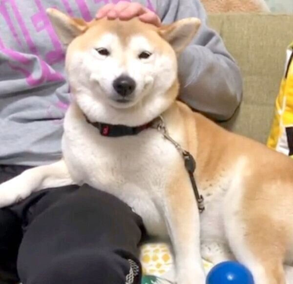 まさか犬がこんなに笑顔になるなんて 飼い主もびっくりの柴犬のニンマリ顔に癒される いぬのきもちweb Magazine まさか犬がこんなに笑顔になるなんて 飼い主もびっくりの柴犬のニンマリ顔に癒される いぬのきもちweb Magazine