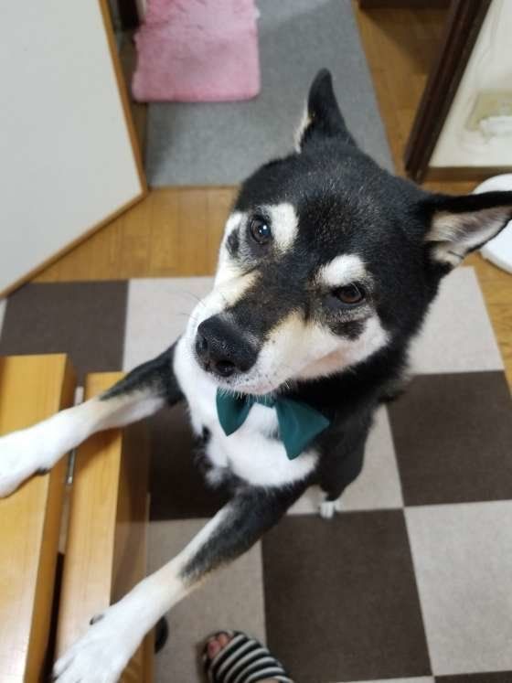 緑の首輪した黒柴