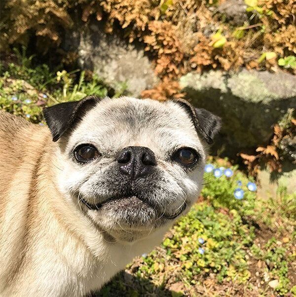 写真に写り込んでくるめーちゃん