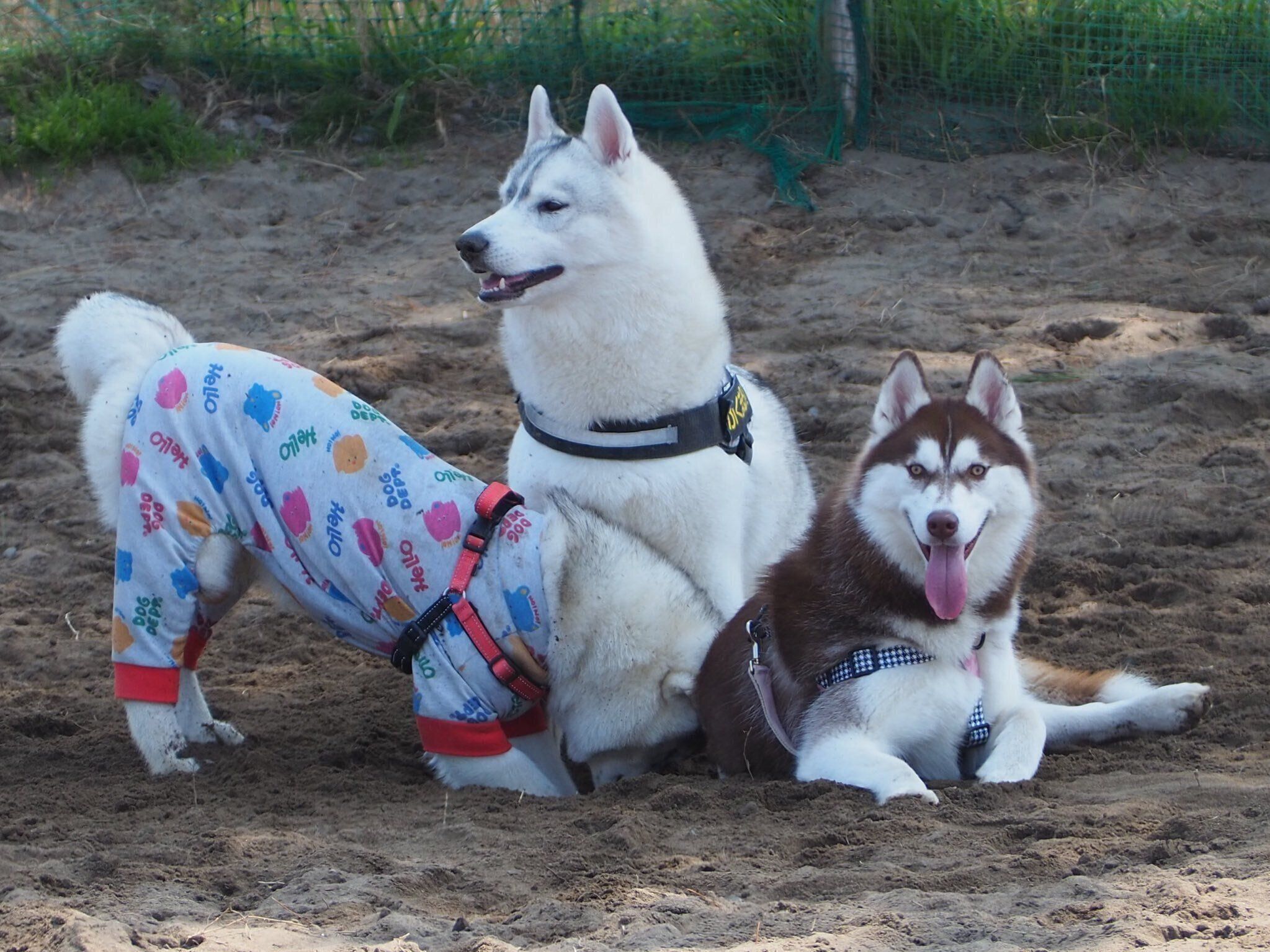 ドッグランで遊ぶ3頭