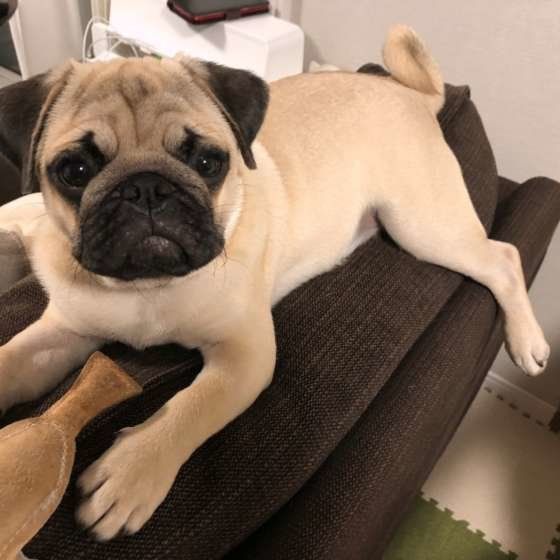 パグの特徴と性格 飼い方 価格相場など 犬図鑑 いぬのきもちweb Magazine