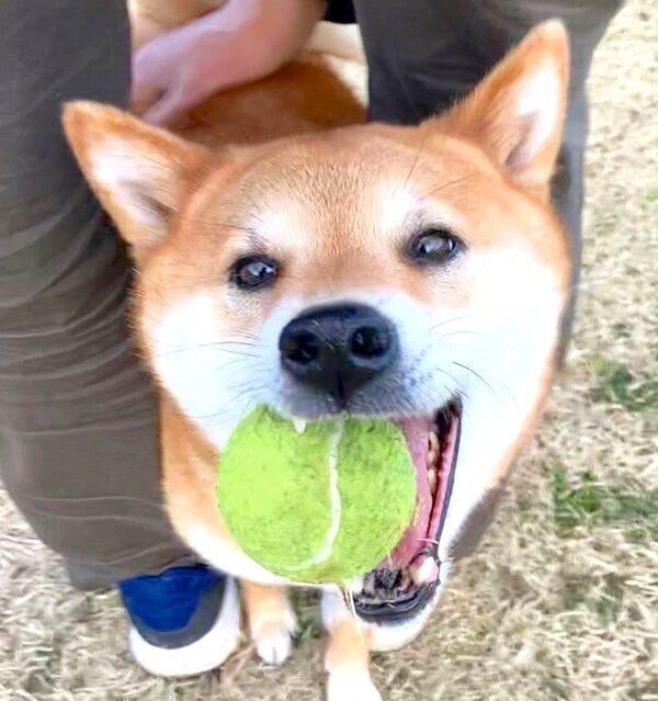 ボールをくわえる福くん