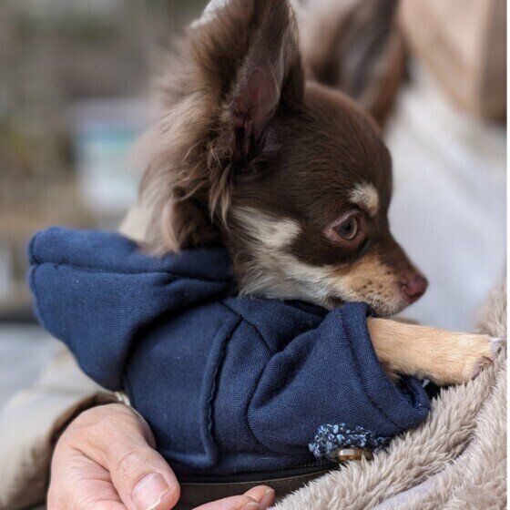 犬とスキンシップをとることが大切な理由とは 愛犬とのふれあいはなぜ必要？ いぬのきもち