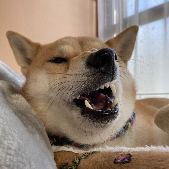 犬がくしゃみをする原因と病気の可能性、くしゃみが気になる場合の対応 いぬのきもち