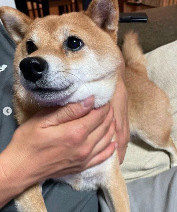 パパさんを見つめるマメちゃん