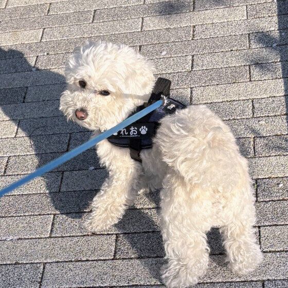   れお  Ｍｉｘ（雑種）小型犬