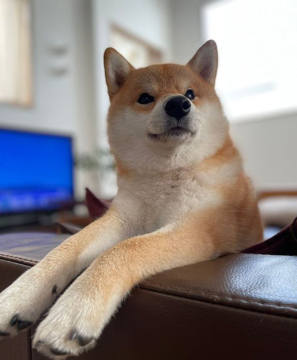 ごはん待ちのマヤちゃん