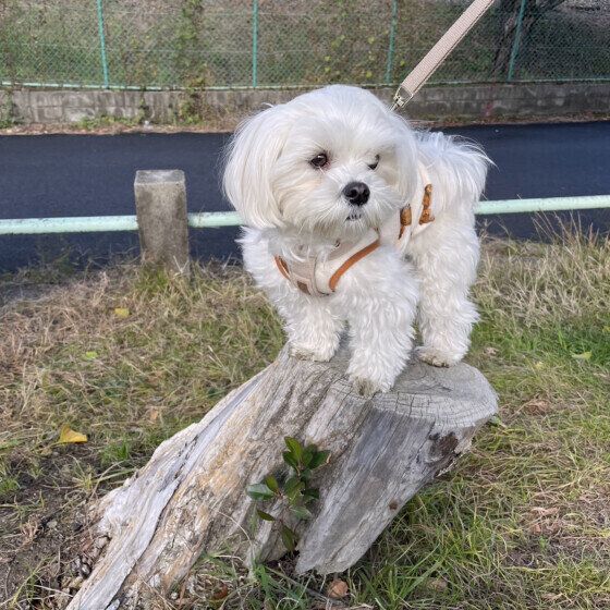 マルチーズのハクくん