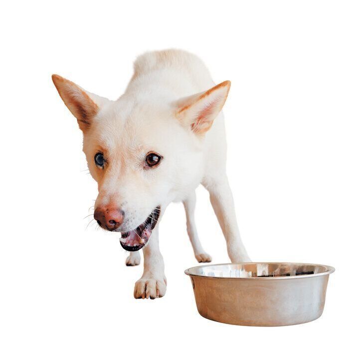 もぐもぐするロッシくん