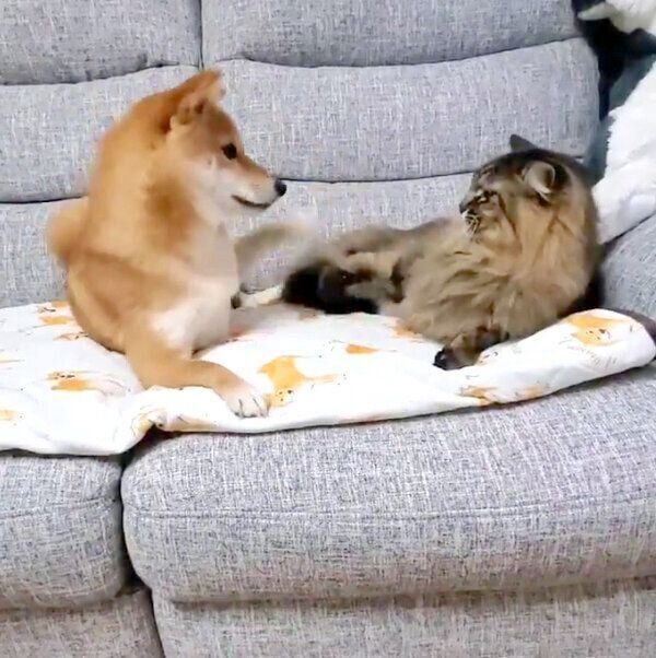 パンチしてじゃれ合うなつちゃんとハナちゃん