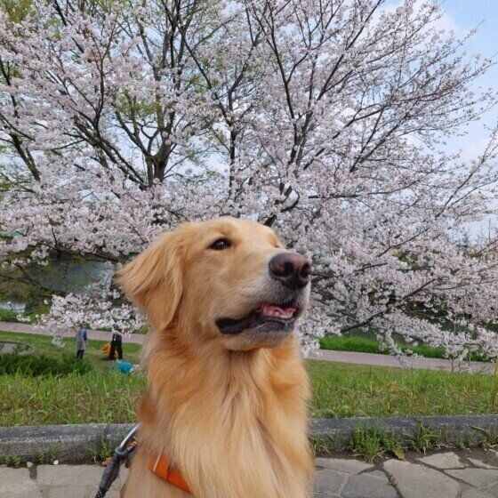 ゴールデン・レトリーバーのみかんちゃん