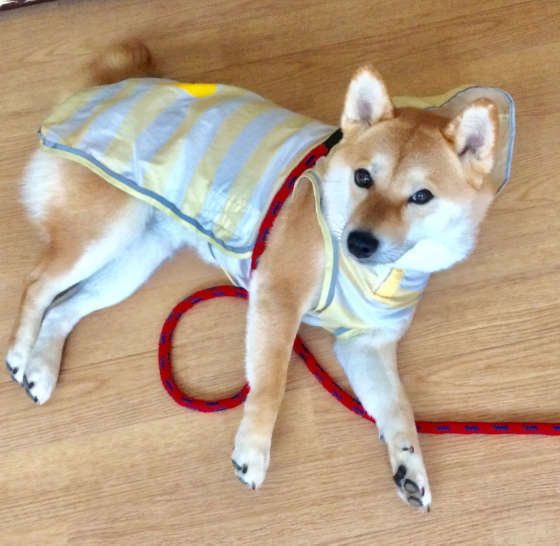 レインコートを着る柴犬