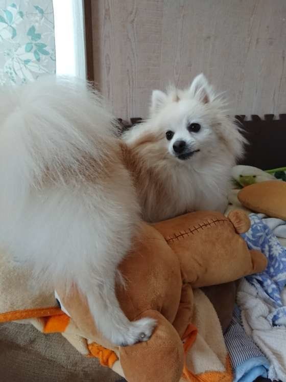 誰かが来る気配に振り向くポメラニアン