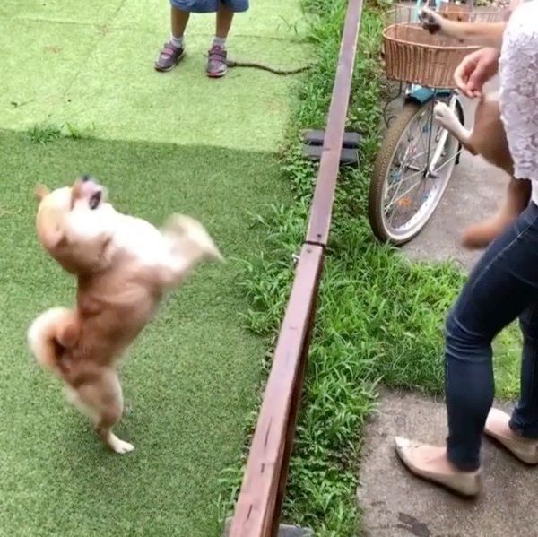 喜ぶ柴犬