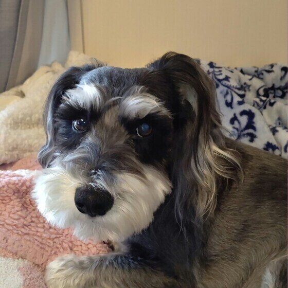 獣医師の往診をどんな時に検討すべき？犬の往診メリットデメリットも