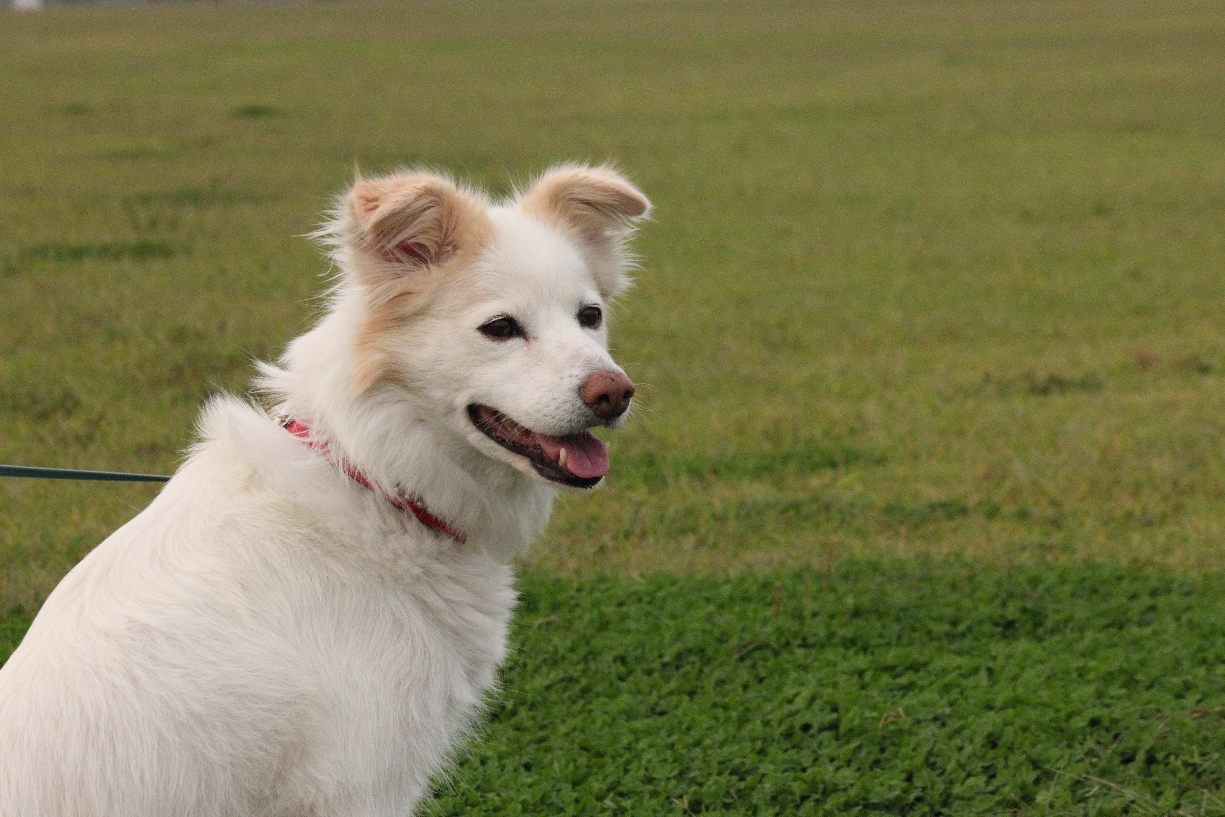 傷んだ山芋ちゃんじゃないよ