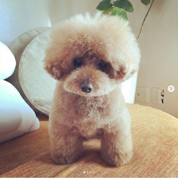 人間みたいなトイ・プードル
