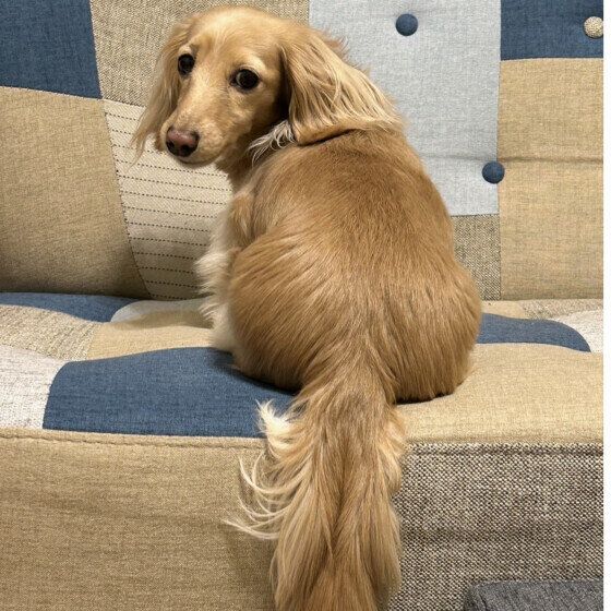 ミニチュア・ダックスフンドのシェルちゃん