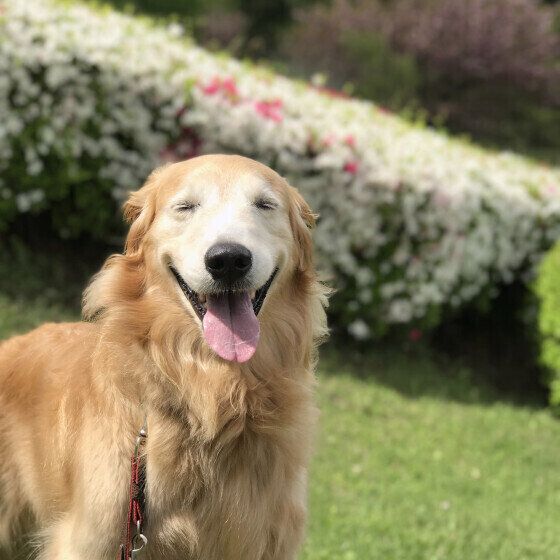 目を細めて笑うゴールデン・レトリーバー