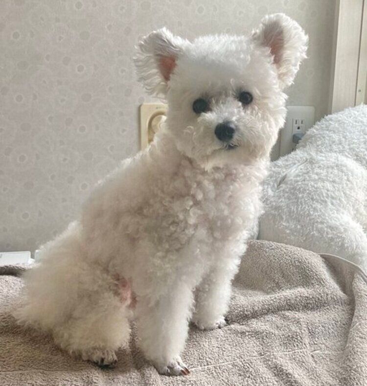 ふだんのくるるくん　この日はお風呂に入りました