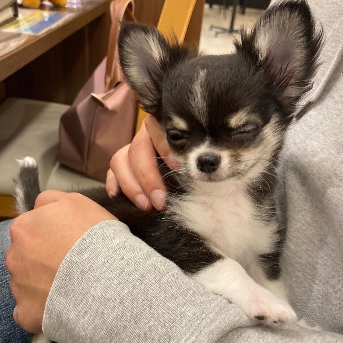 生後3カ月頃のチワワ