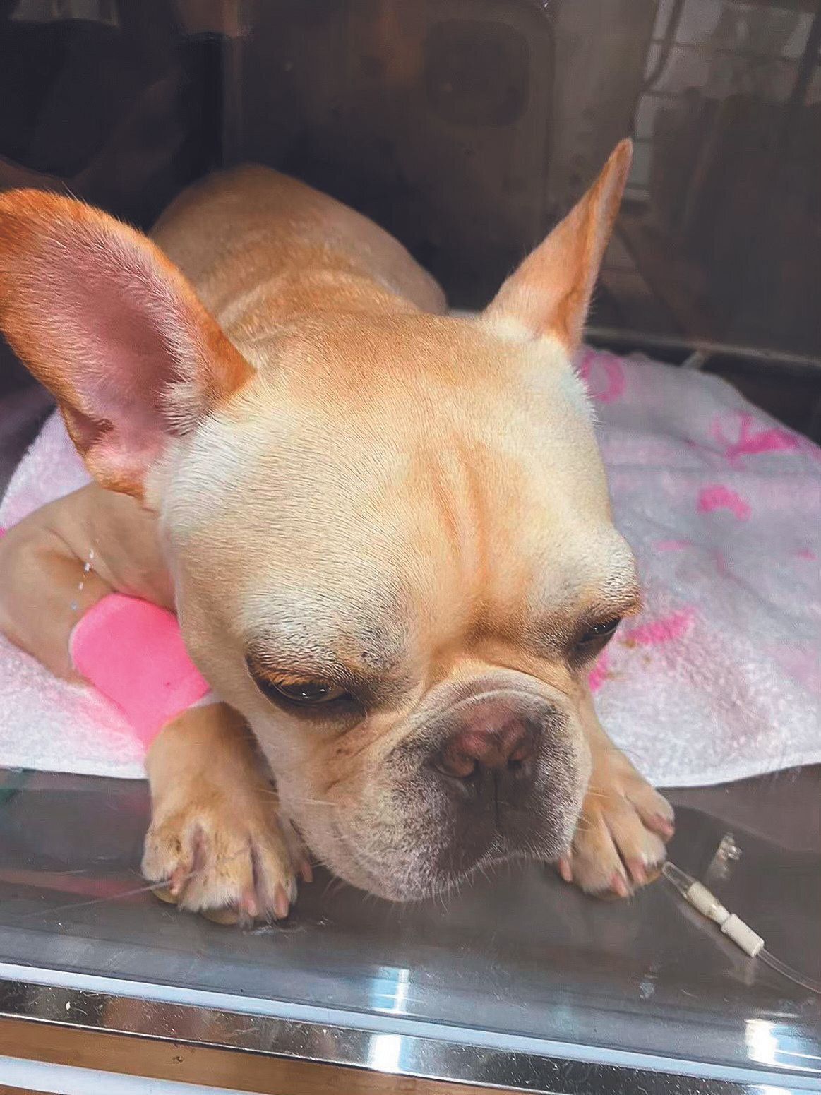 写真提供／神奈川県 K.H.さん