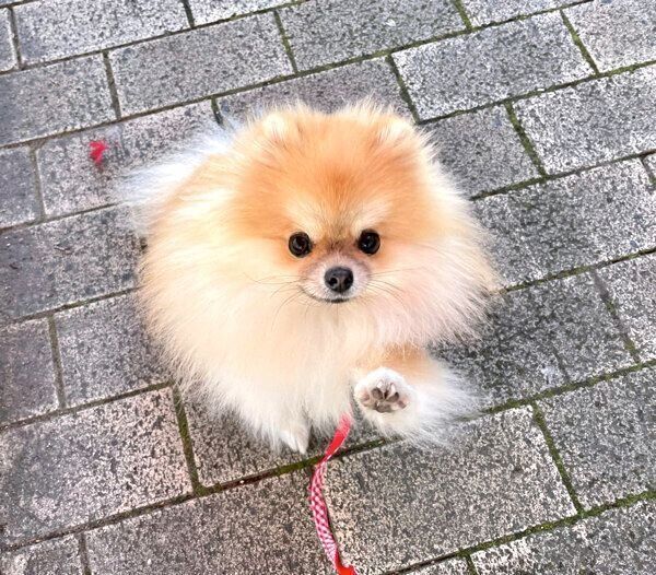 お散歩を楽しむミサイルちゃん