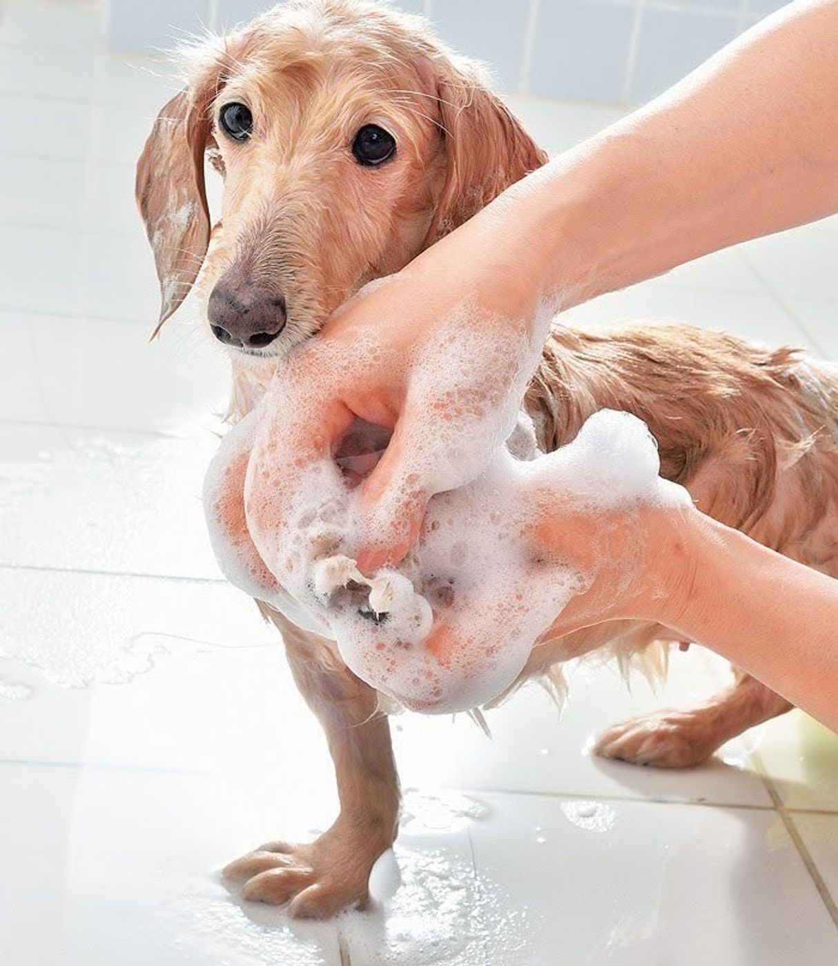 夏におすすめ 犬の 地肌洗いシャンプー って知ってる いぬのきもちweb Magazine 夏におすすめ 犬の 地肌洗いシャンプー って知ってる いぬのきもちweb Magazine