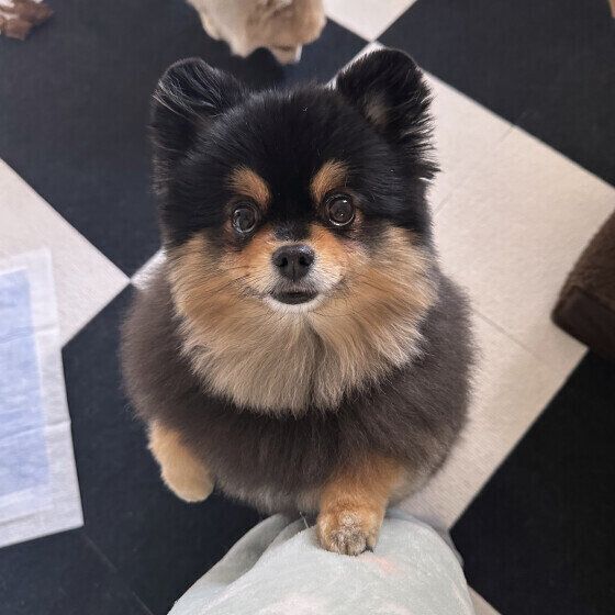 犬のトイレを清潔にする理由を再確認！ 犬用トイレの掃除のコツも紹介 いぬのきもち