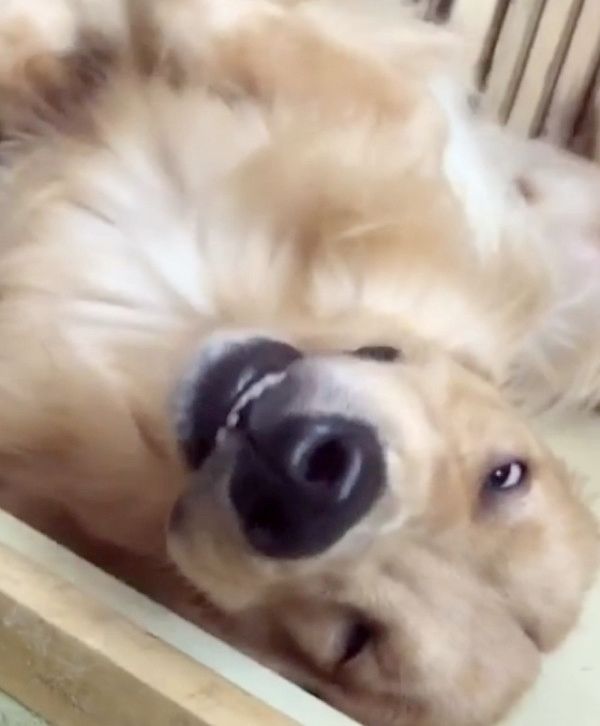 無防備な姿で寝る犬