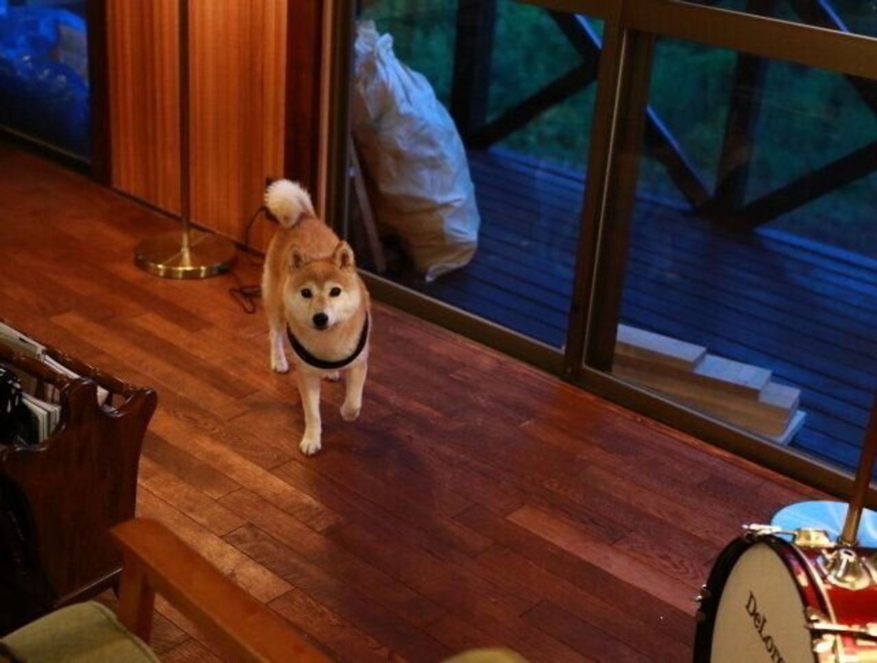 犬の口角が上がるとき 穴澤賢の犬のはなし いぬのきもちweb Magazine 犬の口角が上がるとき 穴澤賢の犬のはなし いぬのきもちweb Magazine
