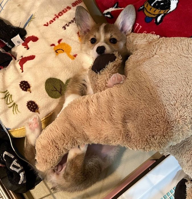 子犬時代のこはくちゃん