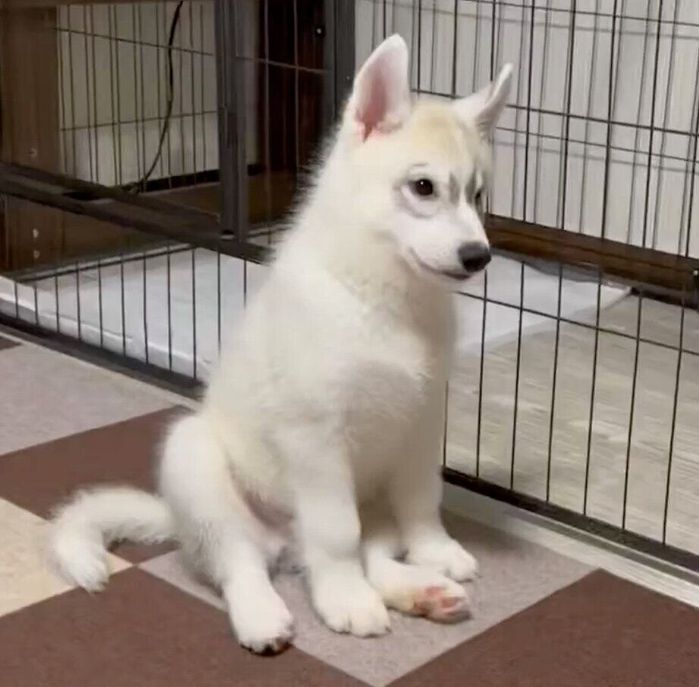 お座りをする福丸くん