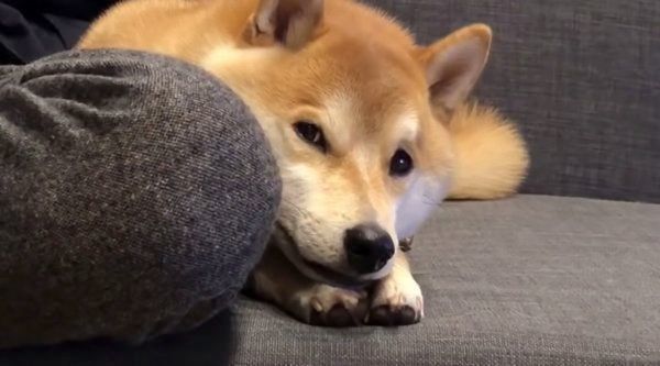 あざといテクニックを披露する柴犬