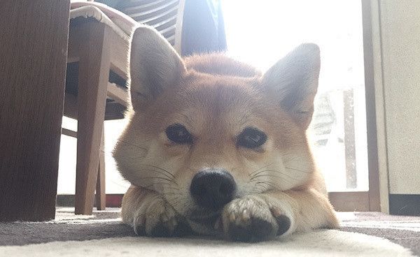 ありえない 愛犬家が激怒した 無責任すぎる飼い主 の特徴 いぬのきもちweb Magazine