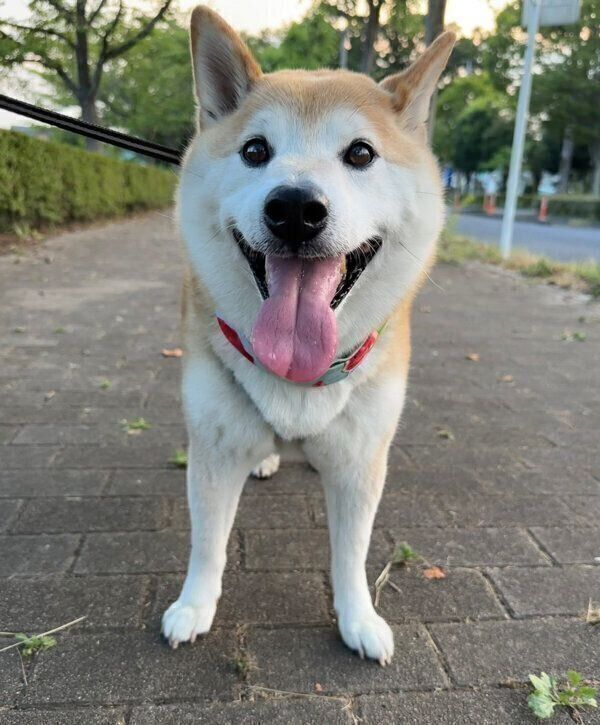 散歩をする福丸くん