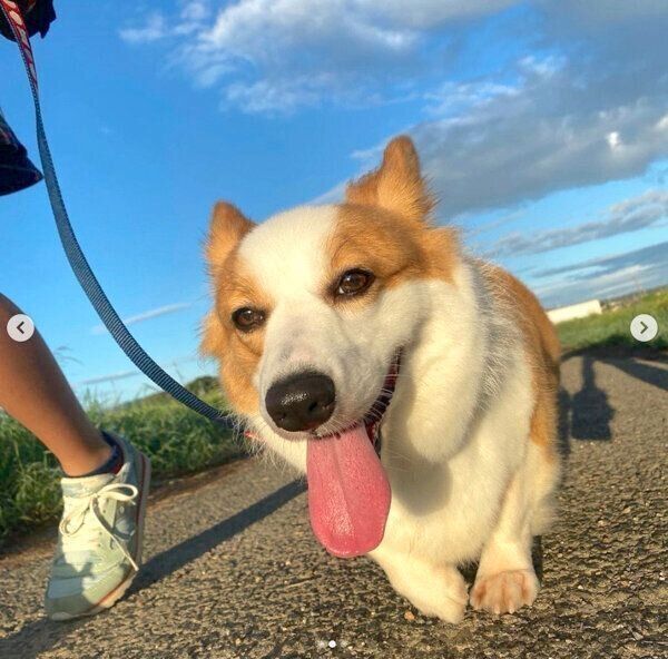 お散歩を楽しむパンさん