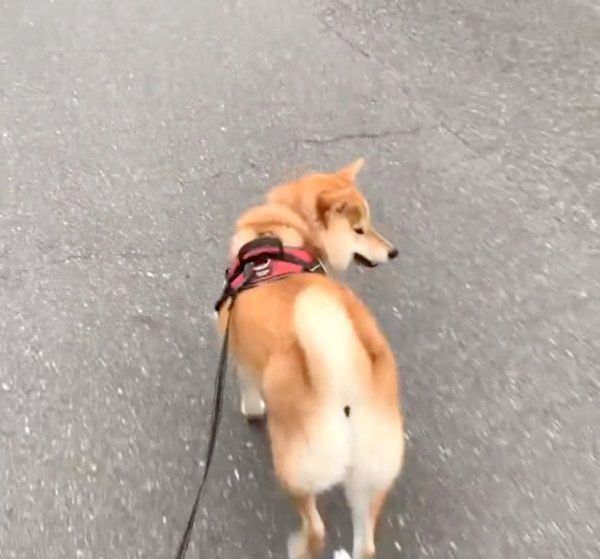 お散歩中に猫と遭遇した柴犬・味噌ちゃん