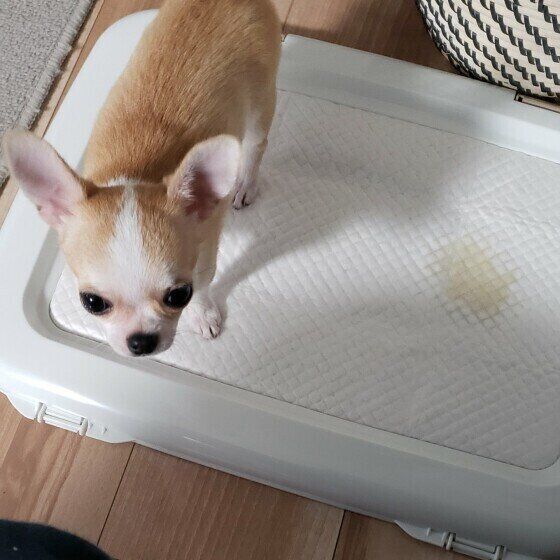 トイレを覚えたチワワ